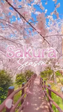 Sakura Season