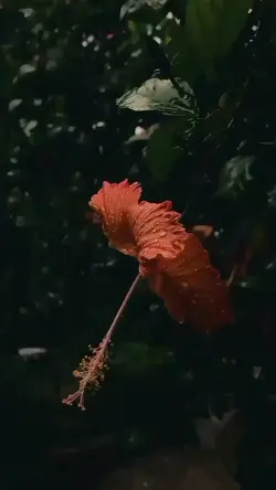 Nanta Motivasi