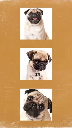 3Photo wiggle