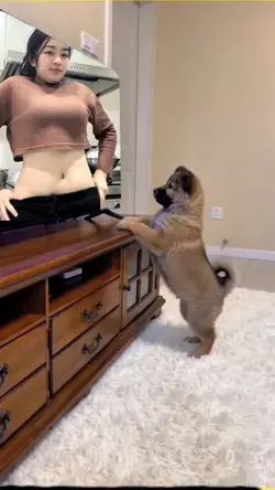 Anjing nonton tv