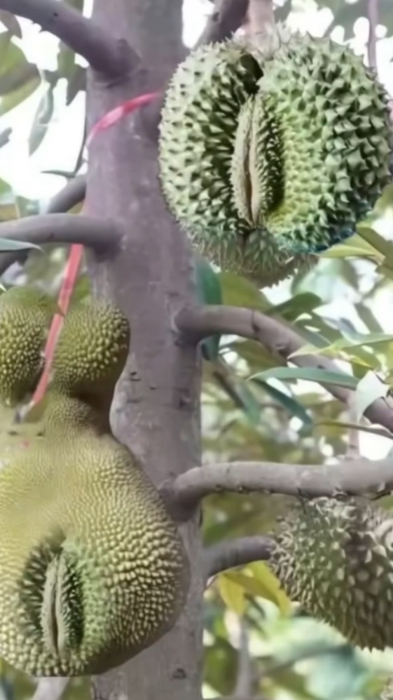 melihat duren