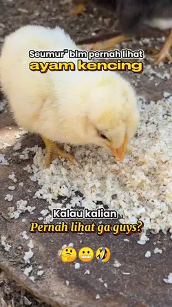 Konten Lucu ayam