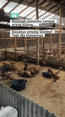 2 Video Ternak Bebek