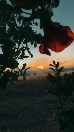 Yalnızlık şablonu  |