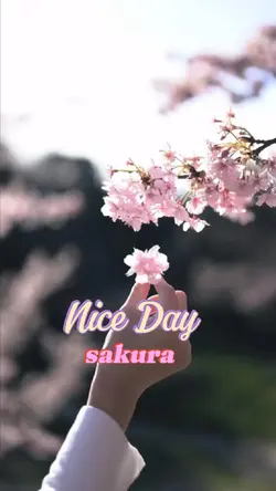 nice day sakura