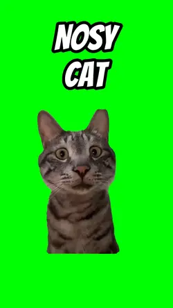 Nosy cat
