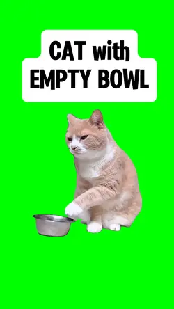 CAT WITH EMPTY BOWL