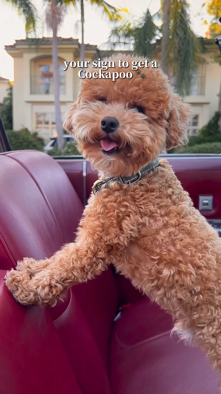 코카푸 🐶