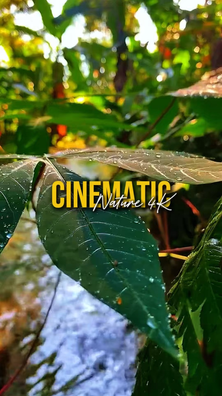 Nature cinématographique 4K