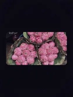 ดอกบัว