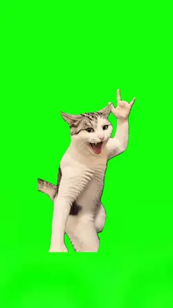 Karate Cat