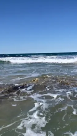 beach & steve irwin 