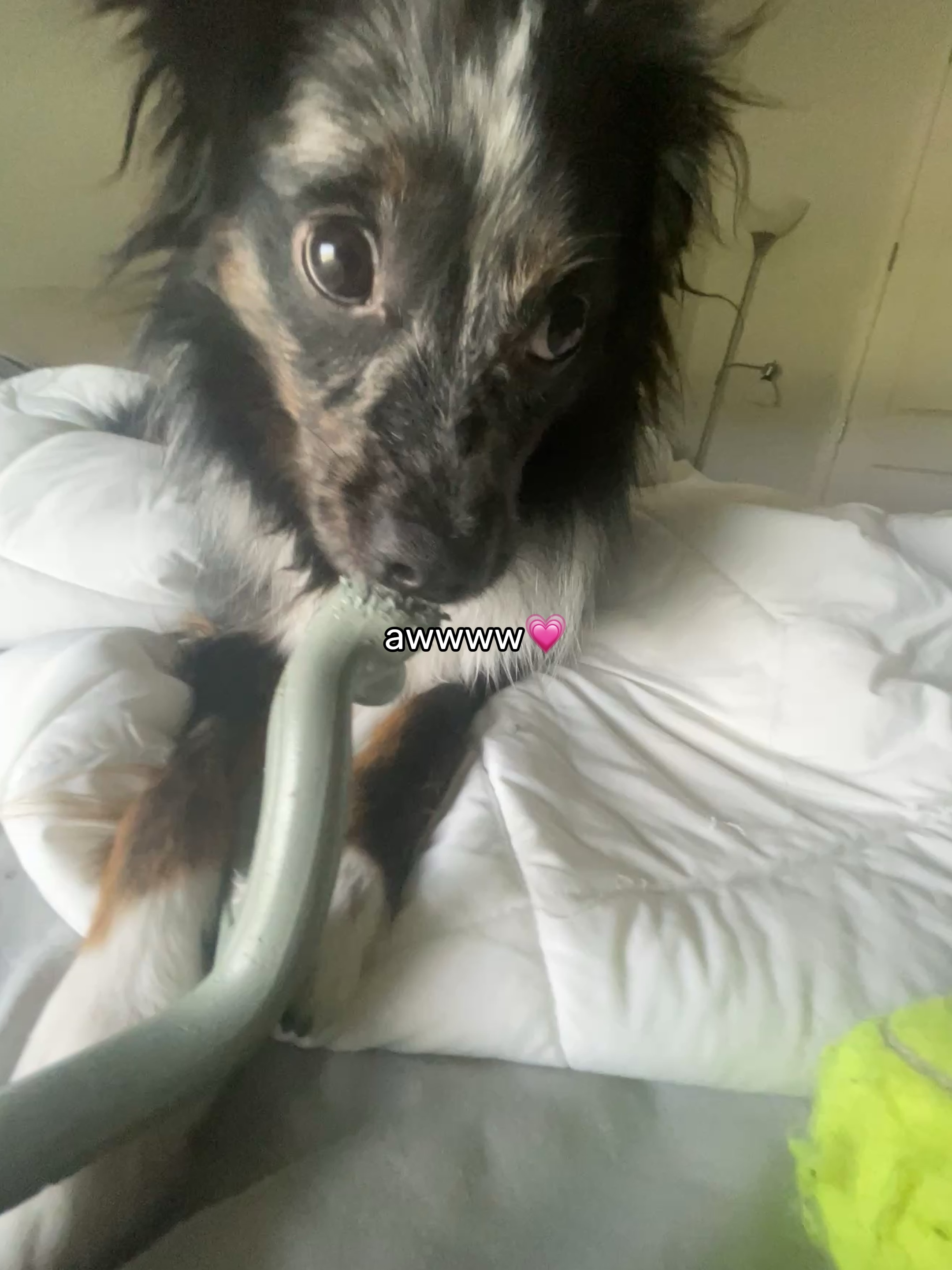 Eu amo meu cachorrinho