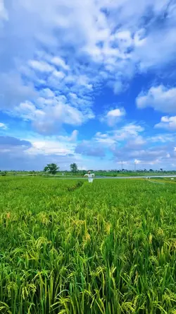 View sawah