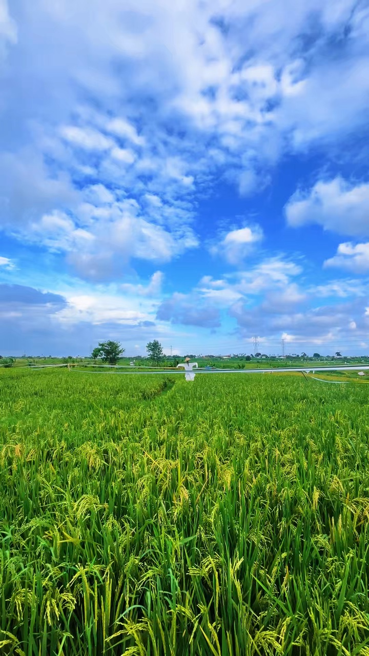 Sawah 'ı görüntüle