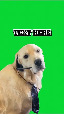 dog meme