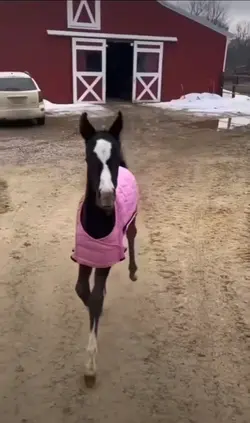 cute foal