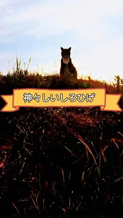 神々しいしろひげ
