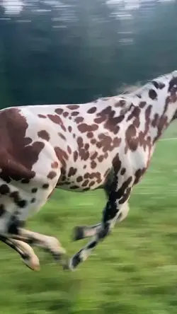 fairyy slowmo