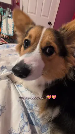 POPPY MY BABY