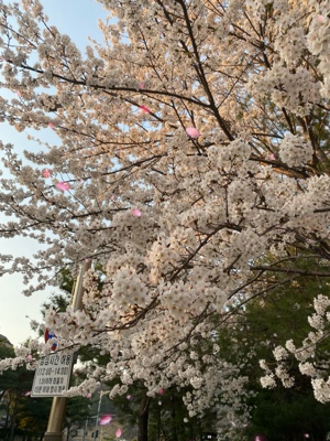 hoa dan /🌸