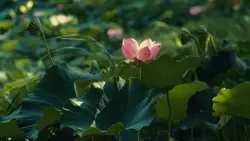 naseed
