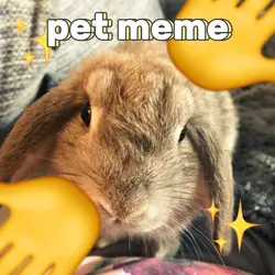 pet meme β€οΈ
