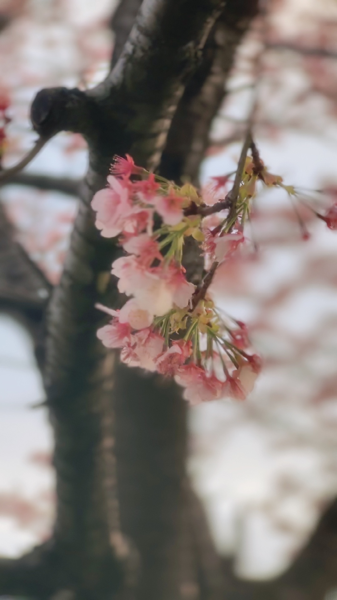 Sakura 🌸(8 videos 🎥)
