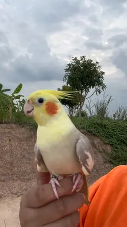 🦜🦜