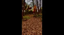 Autumn’s magic 
