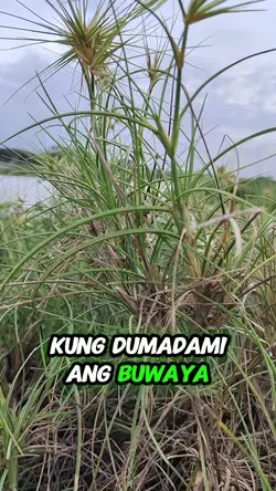 buaya