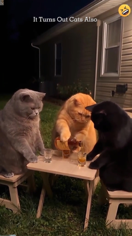 Cat story 