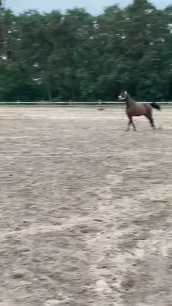 SPICY HORSE SLOWMO🔥