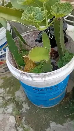 PROJECT PUPUK ORGANK