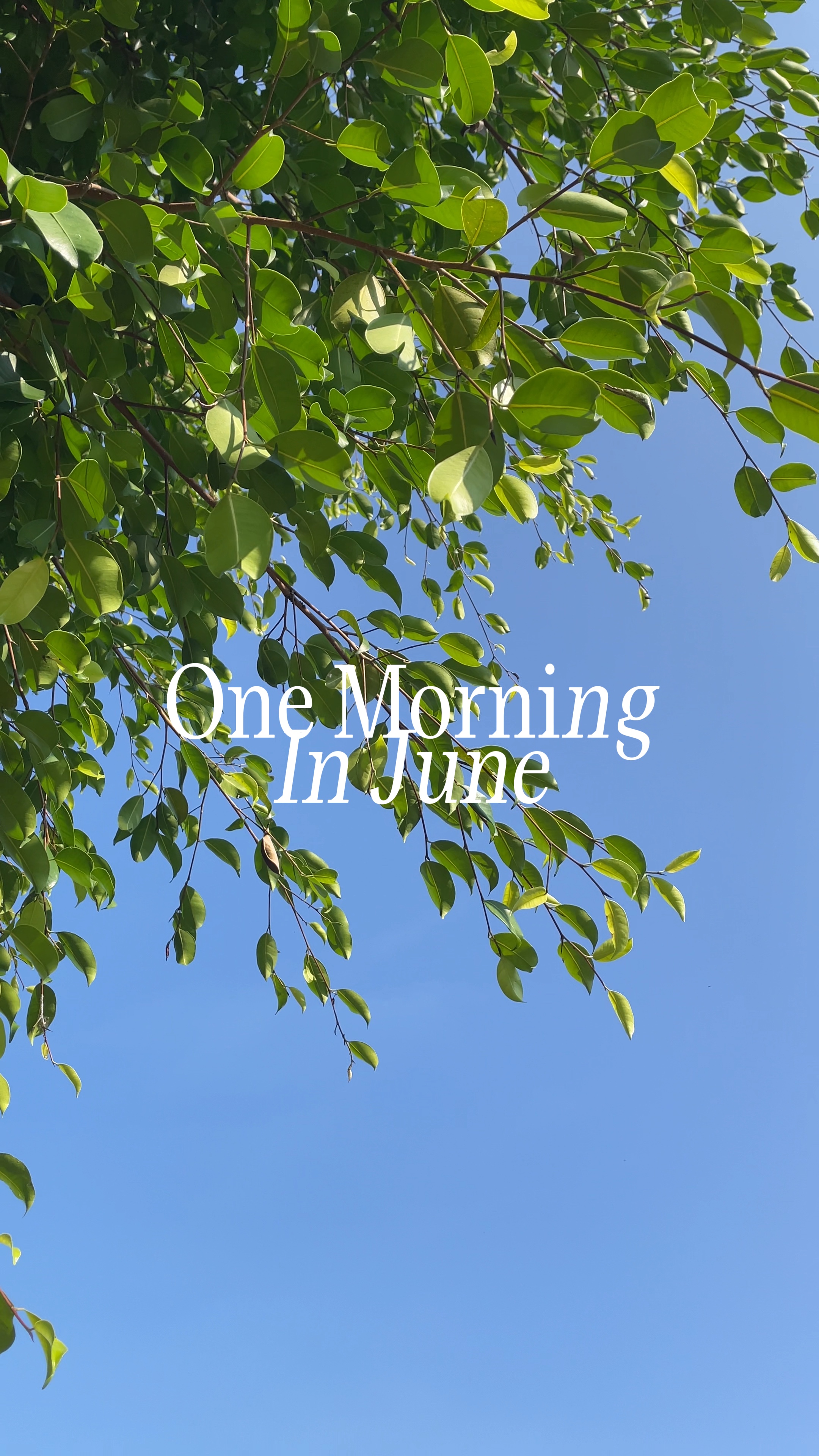 One morning in June