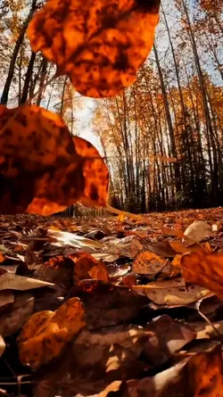 aesthetic autumn