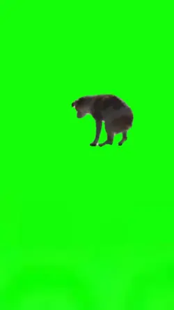 dancing dog