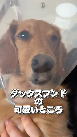 ダックスフンドの可愛いところ💕