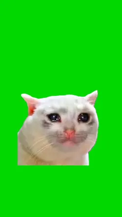 gato triste cromakey