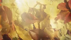 fallen leaves ¹⁵