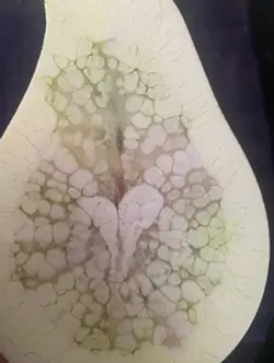 Pear shaped