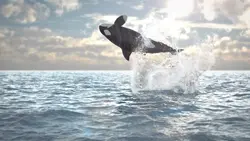 Dolphins