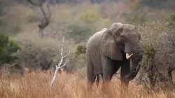 ÉLÉPHANT