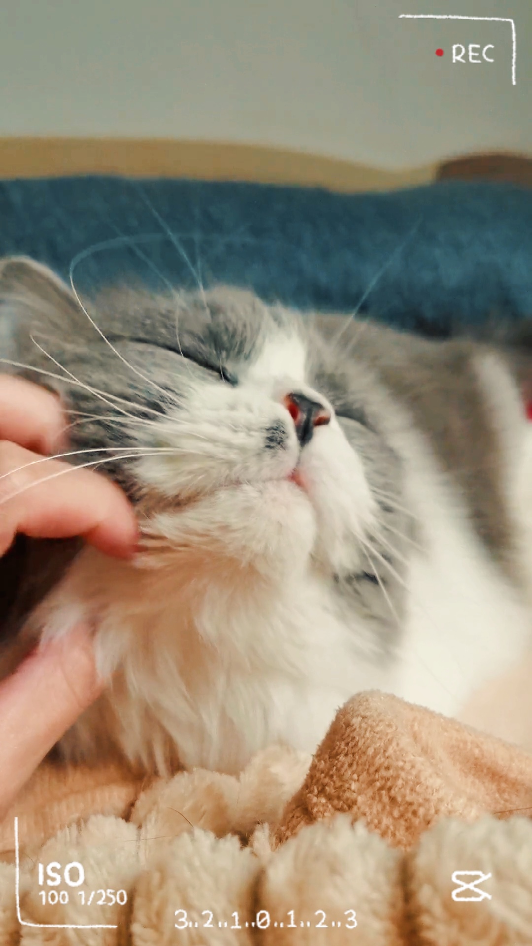 kedi sever
