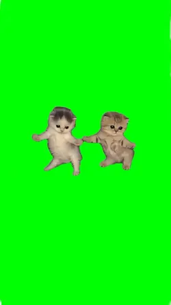cat dance get feelin