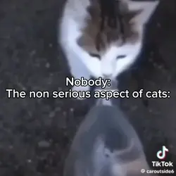 Non serious cats