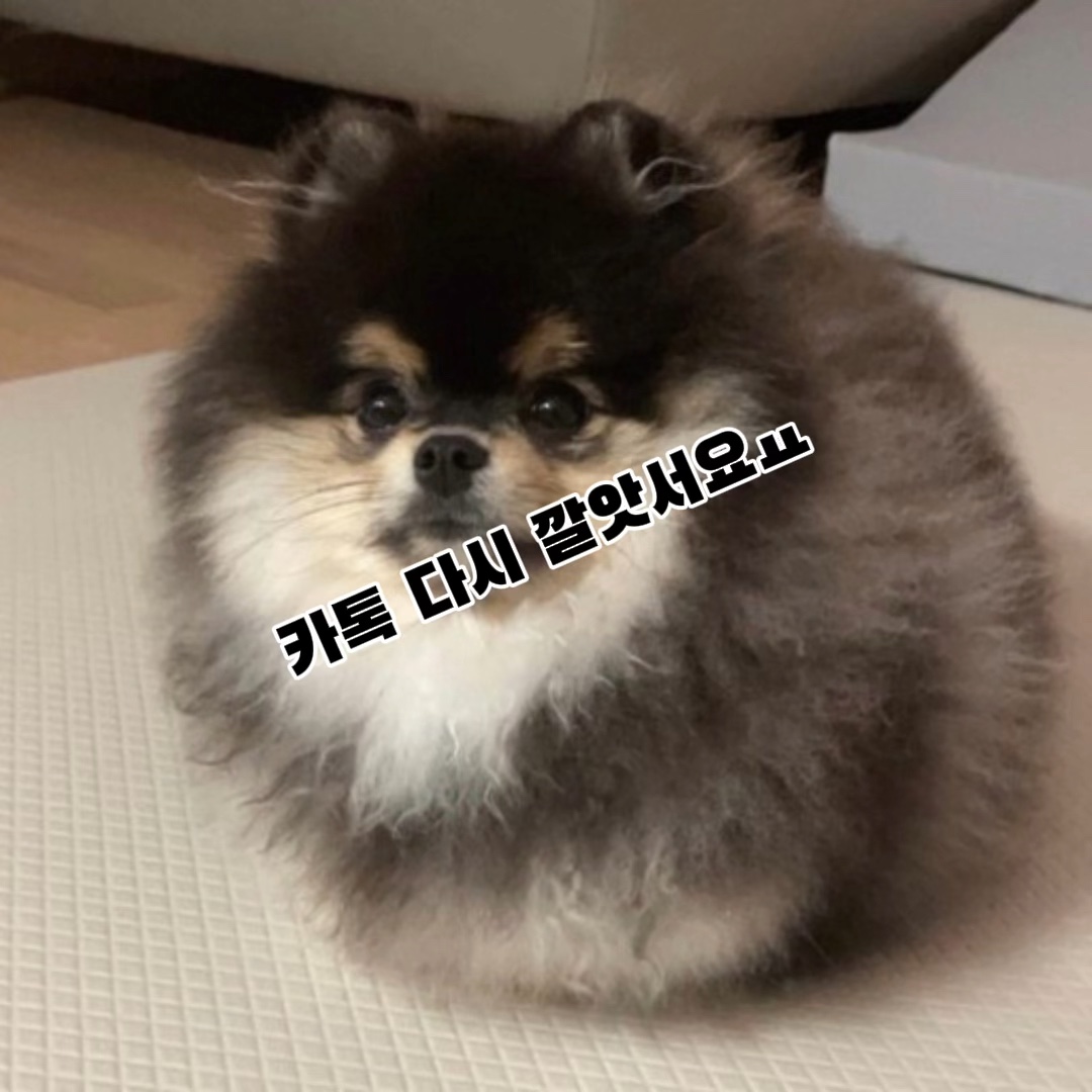 카톡 다시👍👍