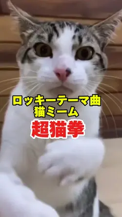 ロッキーテーマ曲猫ミーム