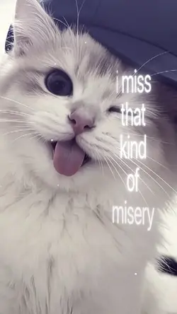 JJ MISERY 2 FOTO