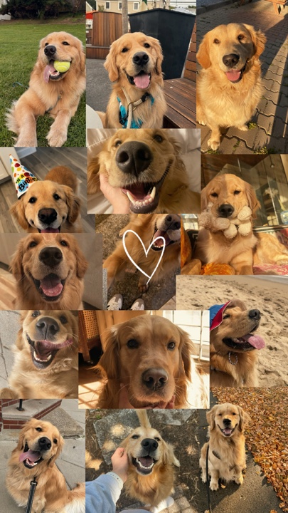 Mis mascotas 